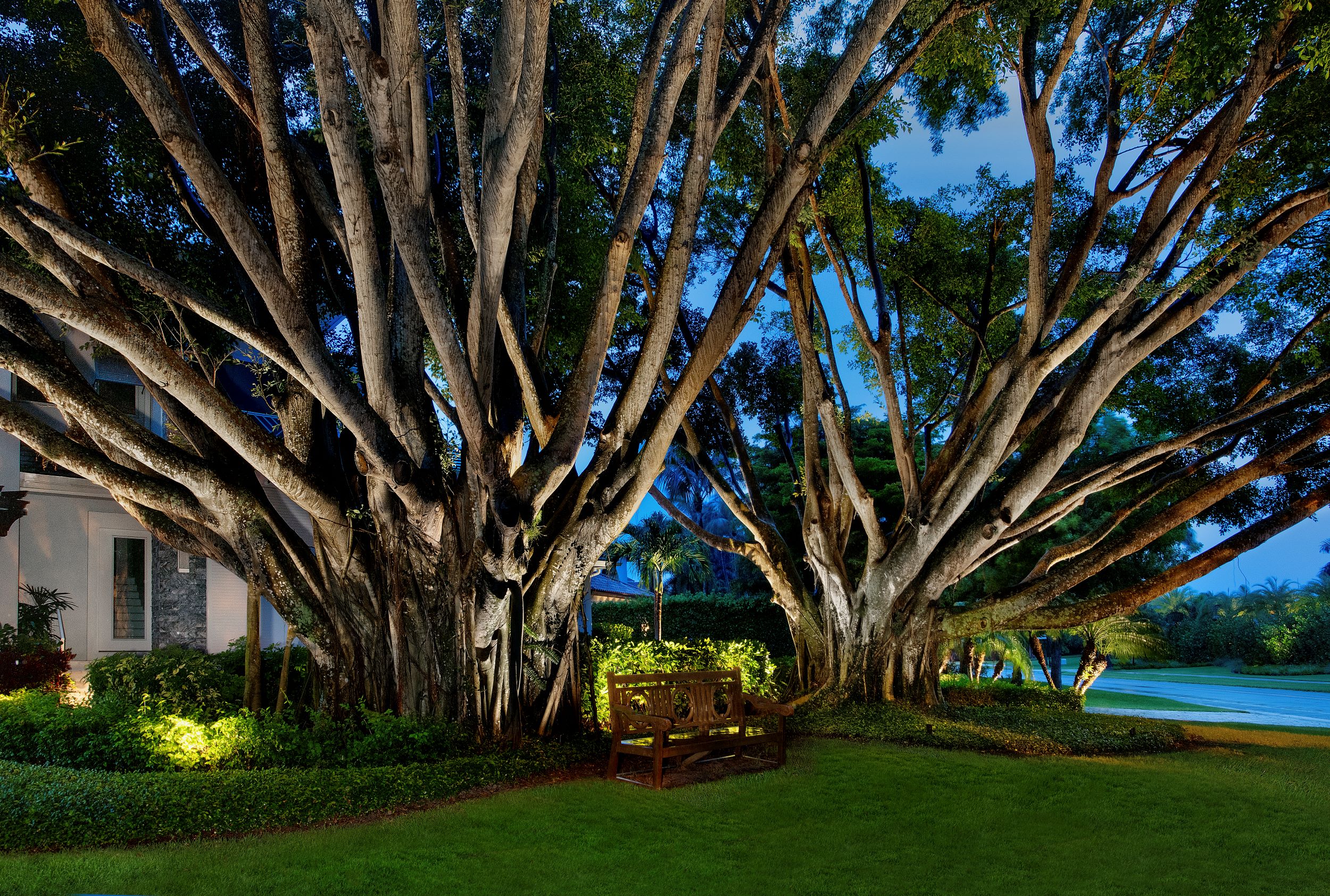 Landscape lighting up-lighting mature Banyan trees in Naples, Florida