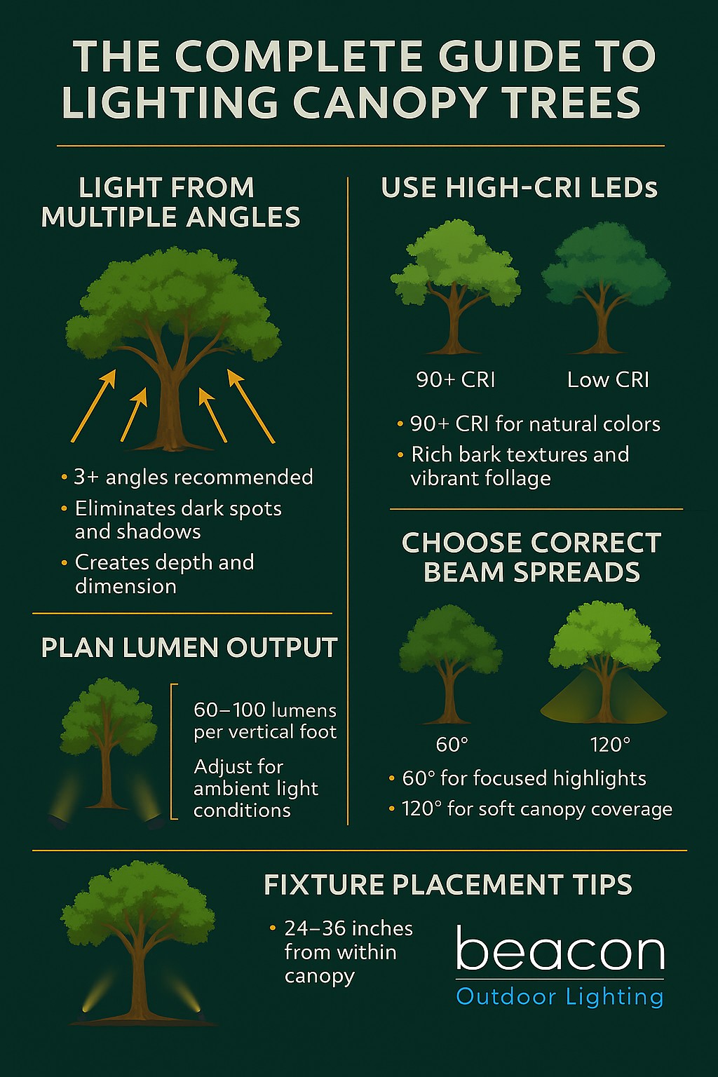 Complete guide to illuminating canopy tree infographic